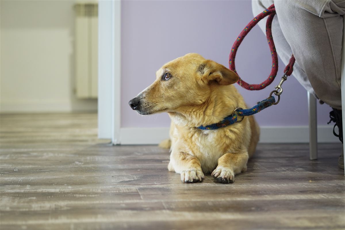 Un perro echado en el piso de la sala de espera, con su correa.